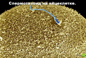Микромир через микроскоп