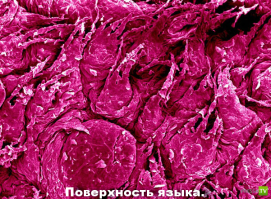 Микромир через микроскоп