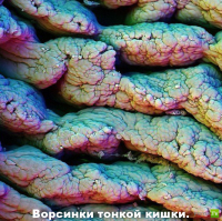 Микромир через микроскоп