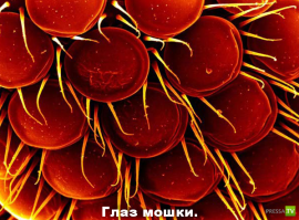 Микромир через микроскоп