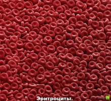 Микромир через микроскоп