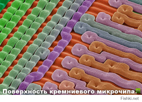 Микромир через микроскоп