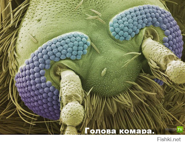 Микромир через микроскоп