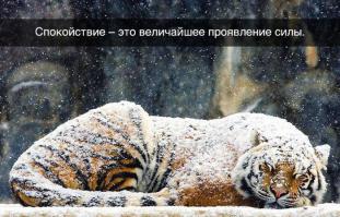 Одной фразой