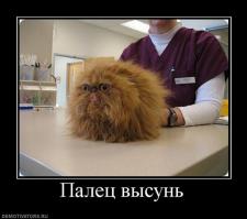 Немного картинок для поднятия настроения