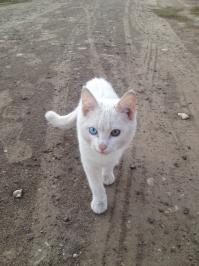 20 животных, у которых глаза разного цвета 