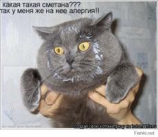 Наши умные питомцы