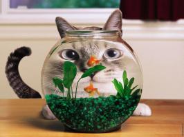 15 реакций котов на повседневные ситауции