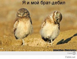 Великолепные совы глазами фотографов со всего мира