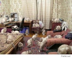 Сумасшедшие кошатники