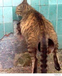 Показалось