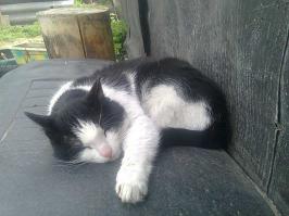 Летнего настроения пост