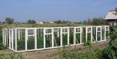 Ты еще теплицы не видела из оконных рам : )