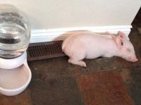 был же пост на днях об этой свинье с её педиками