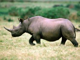 вот этого в списке точно не хватает