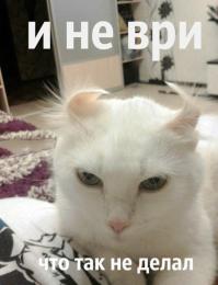 Шутки над котиками