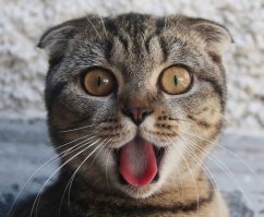 Вот они бы так в жизни собирались