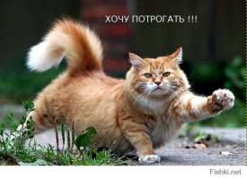 Что оливки творят с котом