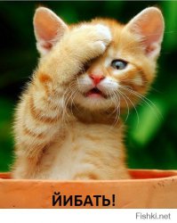 Бюджетная мойка нового S-класса