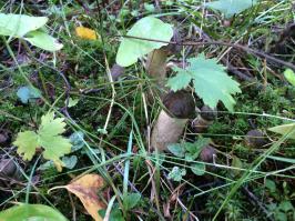 Сегодня тоже открыл сезон.) Бетонка в районе Киевки. Подберезовиков штучек 30-40, подосиновиков штучек 15-20 и усе( Находили случайно мелкие подосиновики размером с мизинчик. Через недельку надо будет повторить, как раз дозреют)