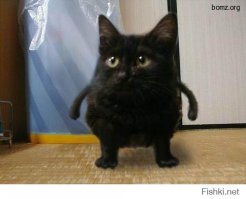 14 самых невероятных животных, с которыми мы столкнулись в 2014 году