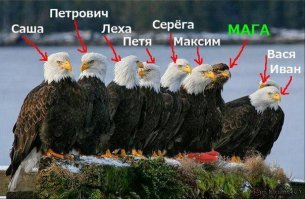 Девушка заботится о хищных птицах