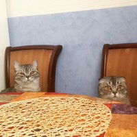 Мои говноеды домашние