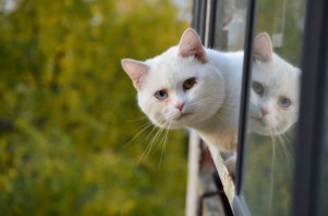 Выставляем фоточки своих домашних любимцев!!!