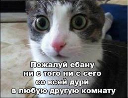 Правила жизни настоящего котэ