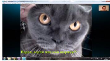 Злопамятный кот