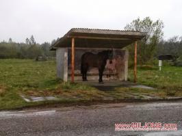 Приколы из Латвии