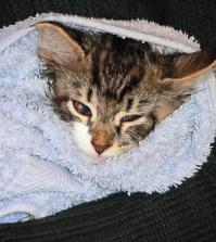 Кот приятеля