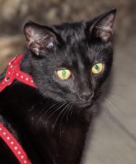 Кот сына приятеля