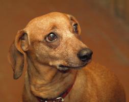 Собака нашей тренерши
(нене покойная )