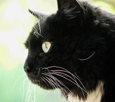 Кот из кафеюшника (сменил уже три комплекта хозяев )