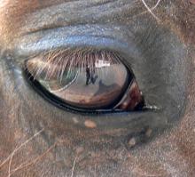 Аффтопортрет