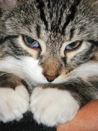 Звериные морды