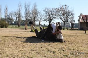 Милейшие поцелуи животных