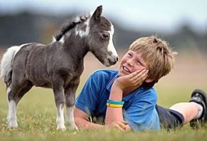 Мы и животные