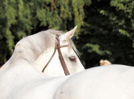 Гламурные снимки с животными