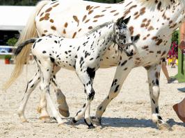 Уникальный окрас