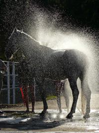 Лошадь купают после тренировки. Рига, Клейсты