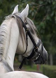 Фотография как искусство