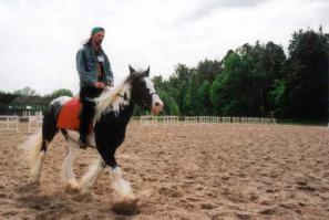 Вот еще "циганская упряжная". В нвроде больше известна как тинкер. 
Вообще, у этой породы целая куча названий: Джипси вэннер, джипси коб, ирландский коб, тинкер и многое еще... Но выведена именно циганами и "Gypsy Vanner", собственно, и переводится как "циганский фургонный". Так что, всё верно.
ЗЫ
На фотке в седле - ваш покорный