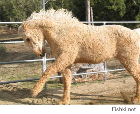 Кстати, лошади курчавые тоже бывают.
Так, собственно, и называются "башкирская курчавая лошадь" (Bashkir Curly Horses), хотя к Башкирии никакого отношения не имеет. Это американская порода :)