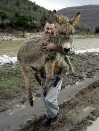Осликов беречь надо!
Я бы даже сказал, на руках носить!