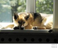 У нас в конюшне собаку Бобис зовут
Латвия, сэр!