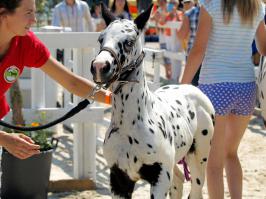А у меня "Нива" aka Олимпус 
"Бедный родственник" среди нормальных камер.
Из плюсов - хорошее качество оптики, даже "китовой", реально, в отличие от конкурентов, работающая встроенная очистка матрицы (кому во время работы приходится часто менять объективы, поймут ), олимпусоводам, как правило, не знакомо слово "швабра", да и вообще, непредвзятость к погодным условиям даже официально "незащищенных" серий, реально работающий встроенный в тушку стабилизатор, который работать будет даже если вместо объектива прикрутить линзу от очков, неплохое качество сборки даже дешевых серий, легкое меню и доступность основных параметров через выделенные кнопки (привет "сониводам" ), хороший "цвет" и качество джипега прям из камеры (репортажники оценят)...
Из основных минусов - низкая чувствительность и низкий динамический диаппазон у старых серий. И основной минус - дурацкая маркетинговая политика компании...
Я бы с удовольствием прикрутил к олимпусу следящий автофокус от никона и "легкость" картинки от кэнона  (ну и их чувствительность  )