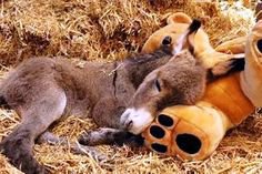 25 зверушек, которые с нетерпением ждут выходных, чтобы выспаться