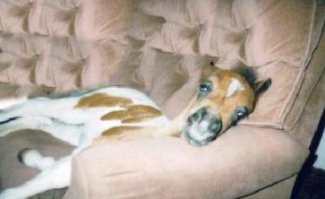 25 зверушек, которые с нетерпением ждут выходных, чтобы выспаться